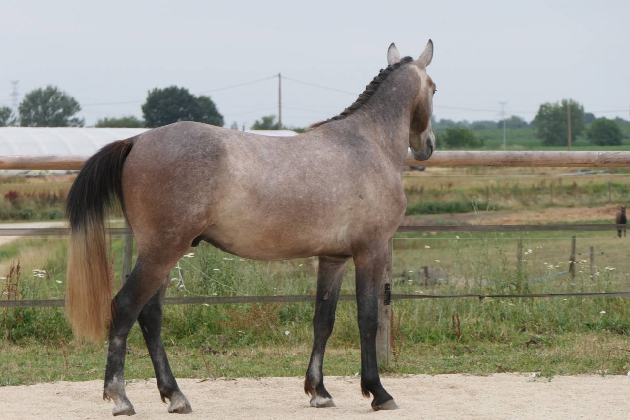 Tr&egrave;s joli m&acirc;le 2 ans New-Forest de croisement