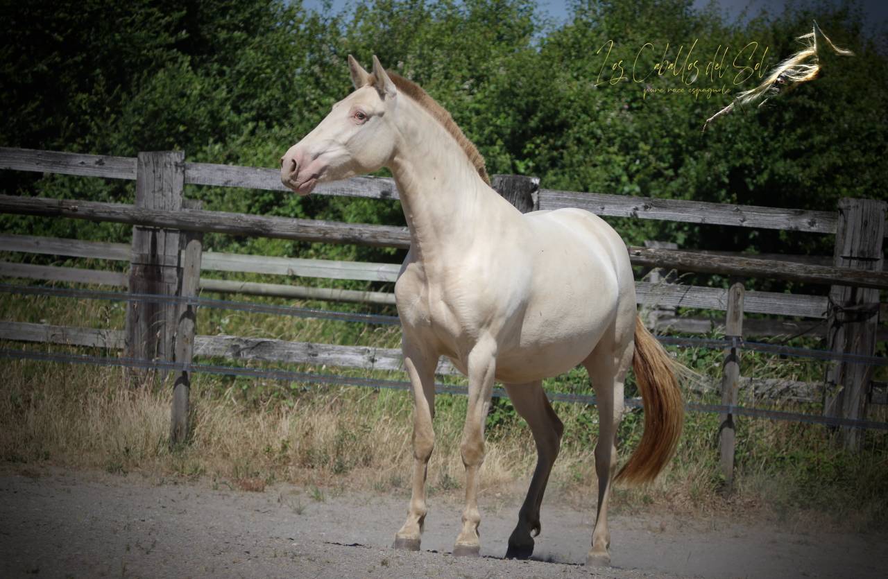M&eacute;lia Del Sol Jument Pre PP smoky black pearl