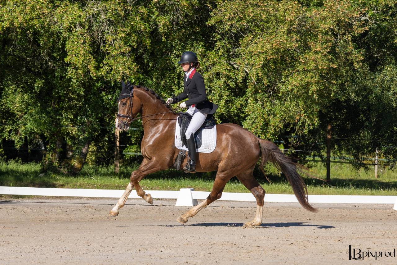 Jeune cheval de dressage prometteur 