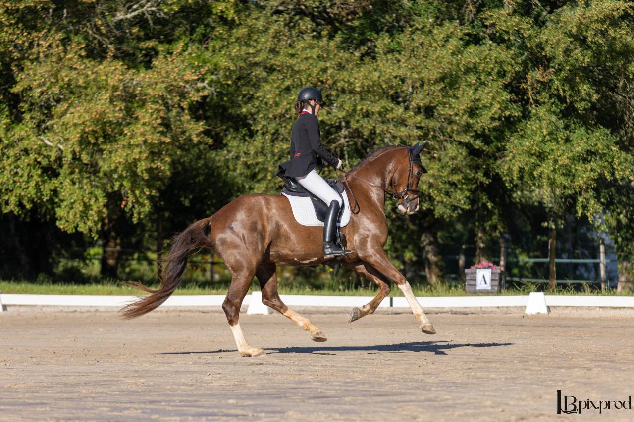 Jeune cheval de dressage prometteur 