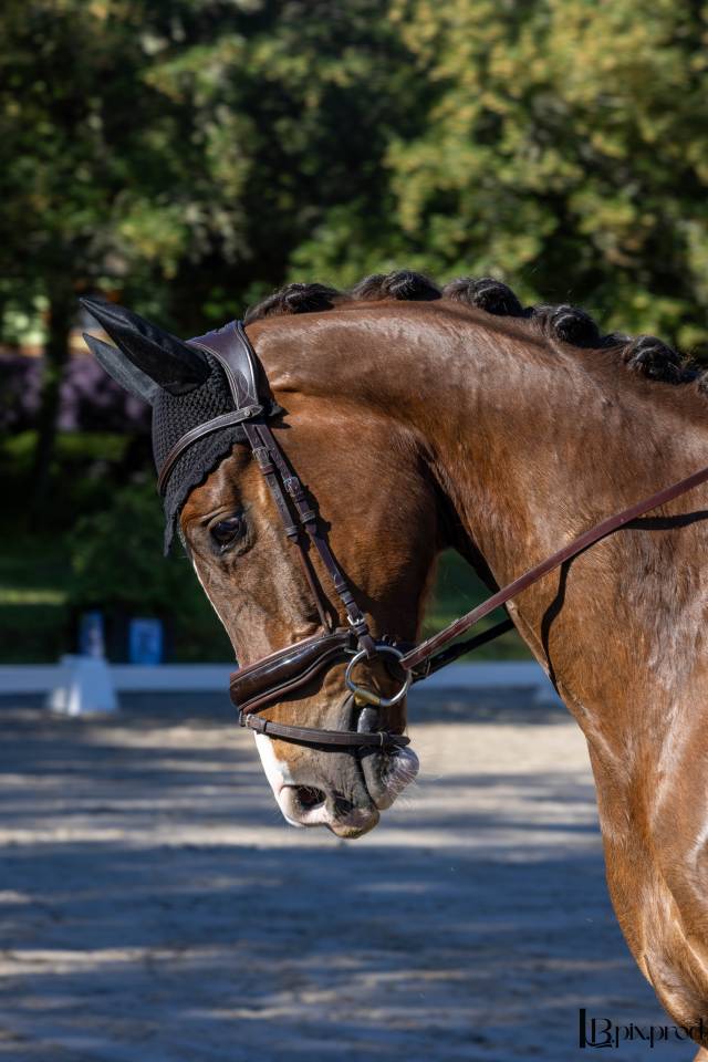 Jeune cheval de dressage prometteur 