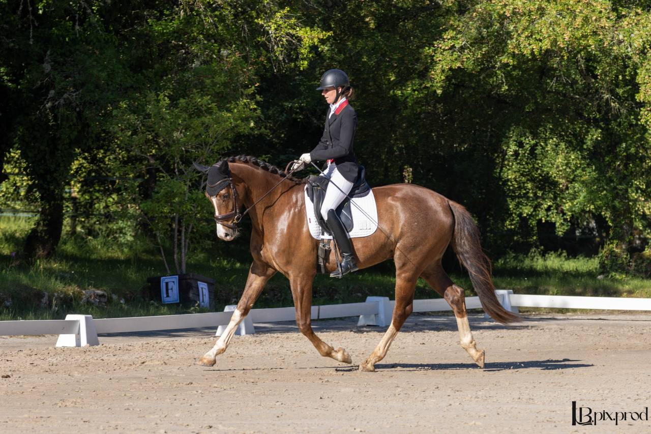 Jeune cheval de dressage prometteur 