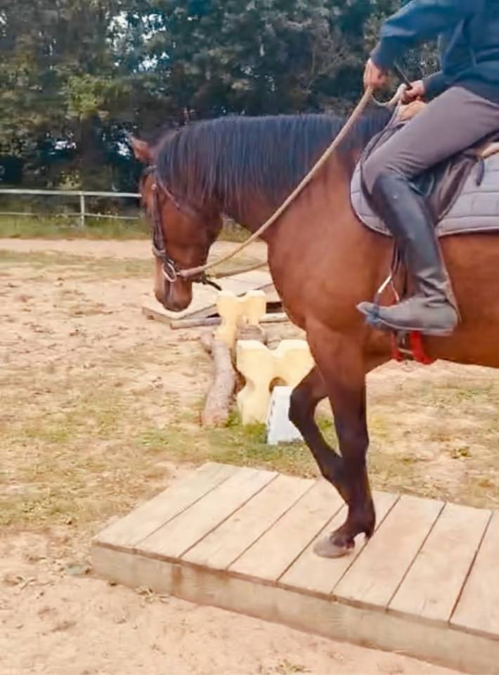 Jument de selle