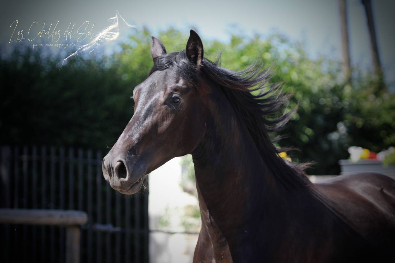 Oreo Del Sol Hongre Pre PP Noir Pearl 