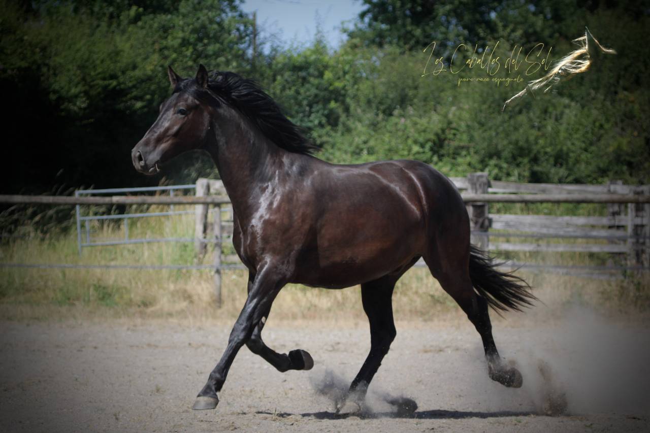 Oreo Del Sol Hongre Pre PP Noir Pearl 