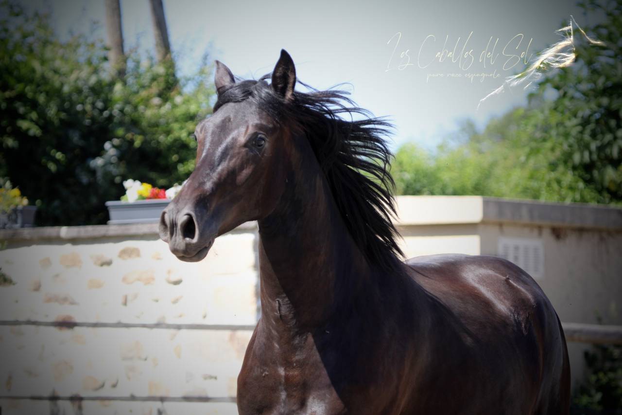 Oreo Del Sol Hongre Pre PP Noir Pearl 