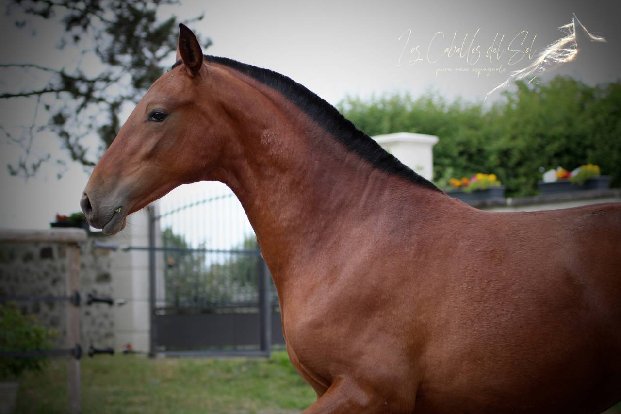 Princesa Del Sol Pouliche Pre PP Baie Pearl