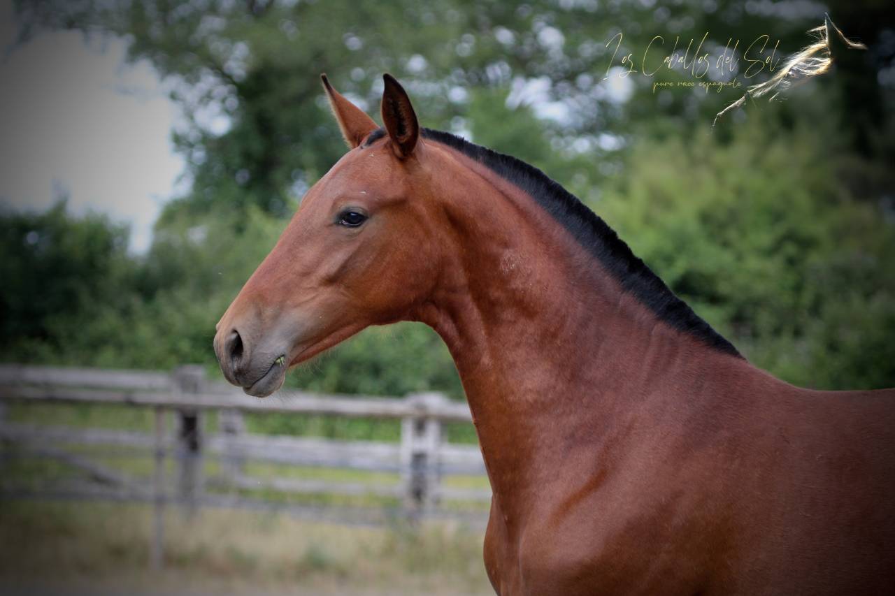 Princesa Del Sol Pouliche Pre PP Baie Pearl