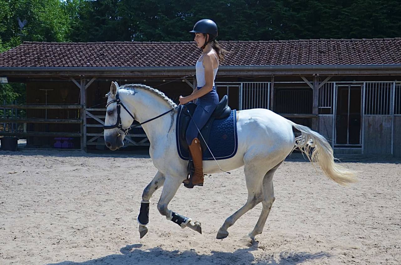 Hongre Pur Sang Lusitanien 5 ans
