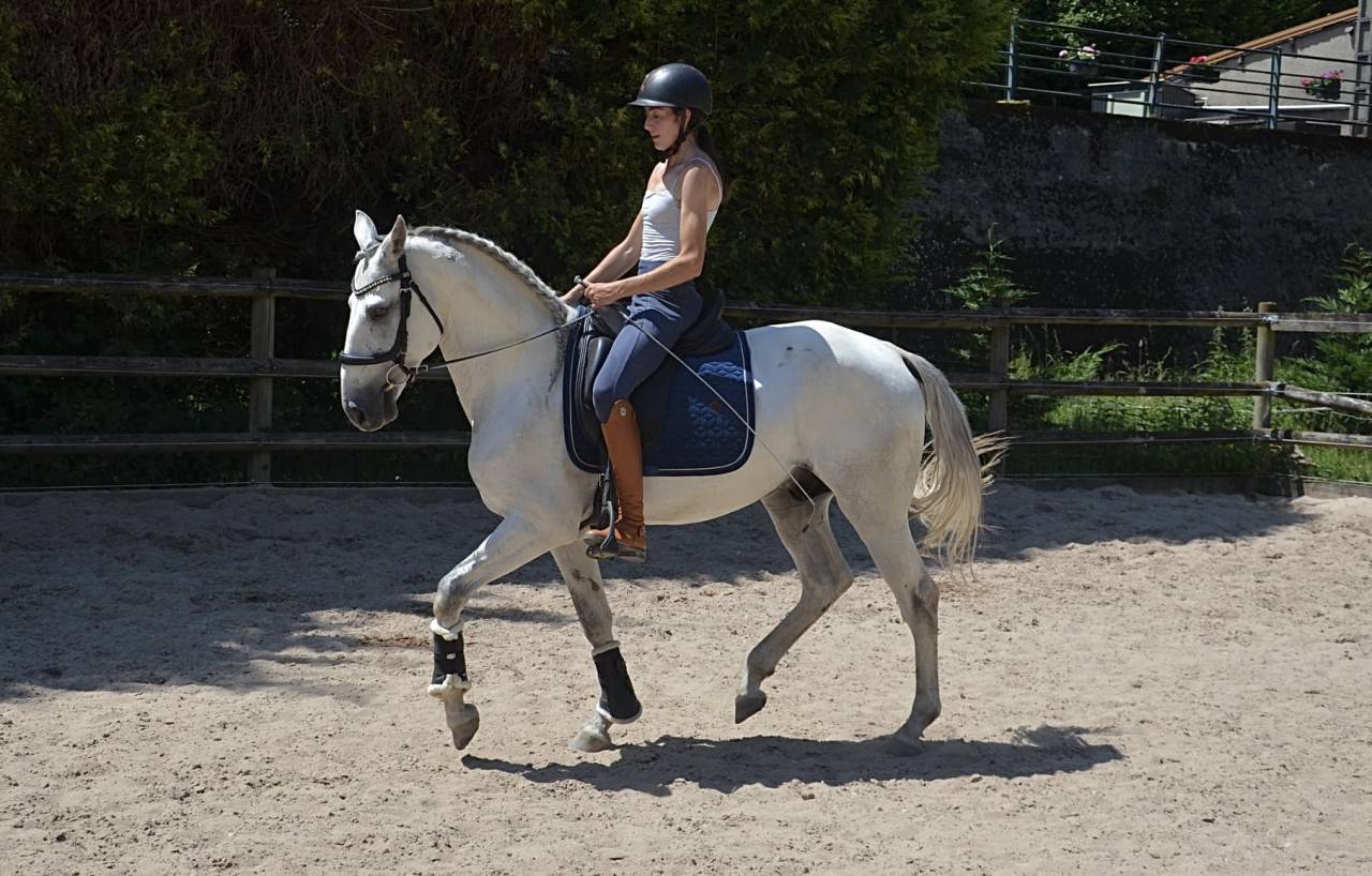 Hongre Pur Sang Lusitanien 5 ans