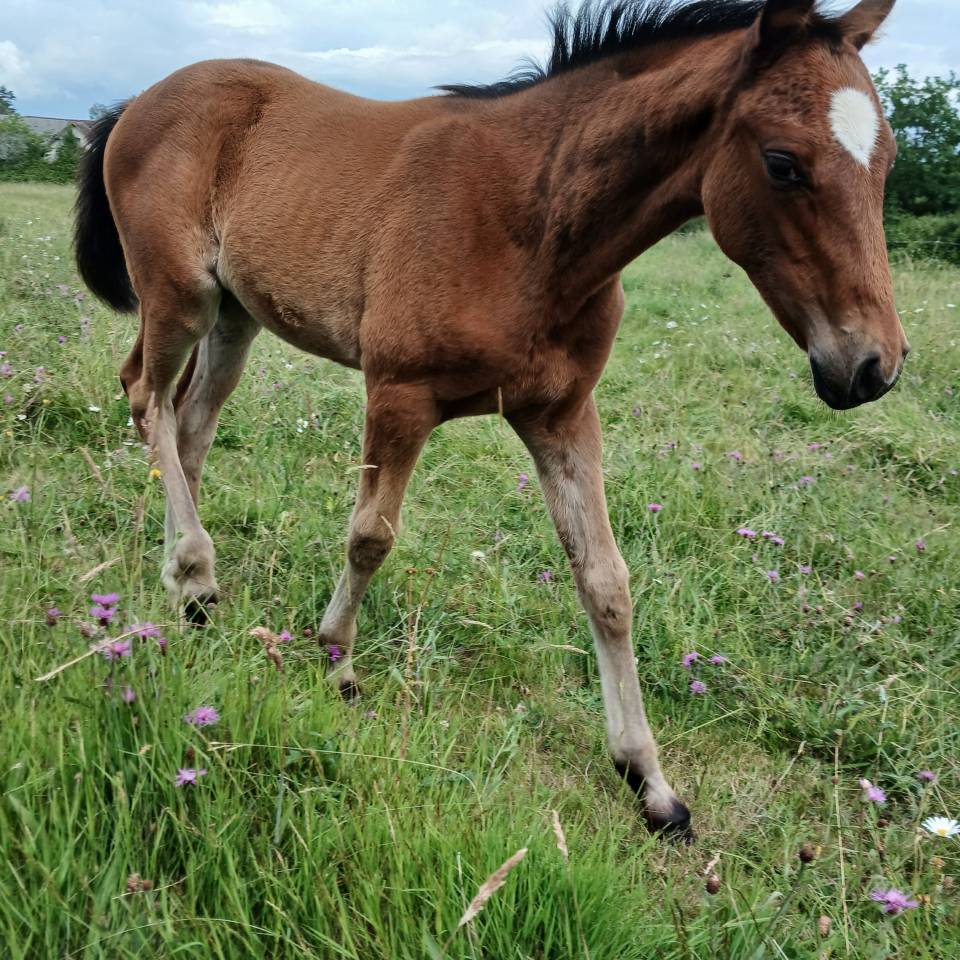 Pouliche 