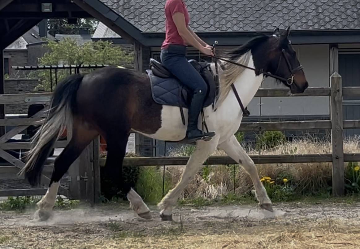 Grand poney- petit cheval