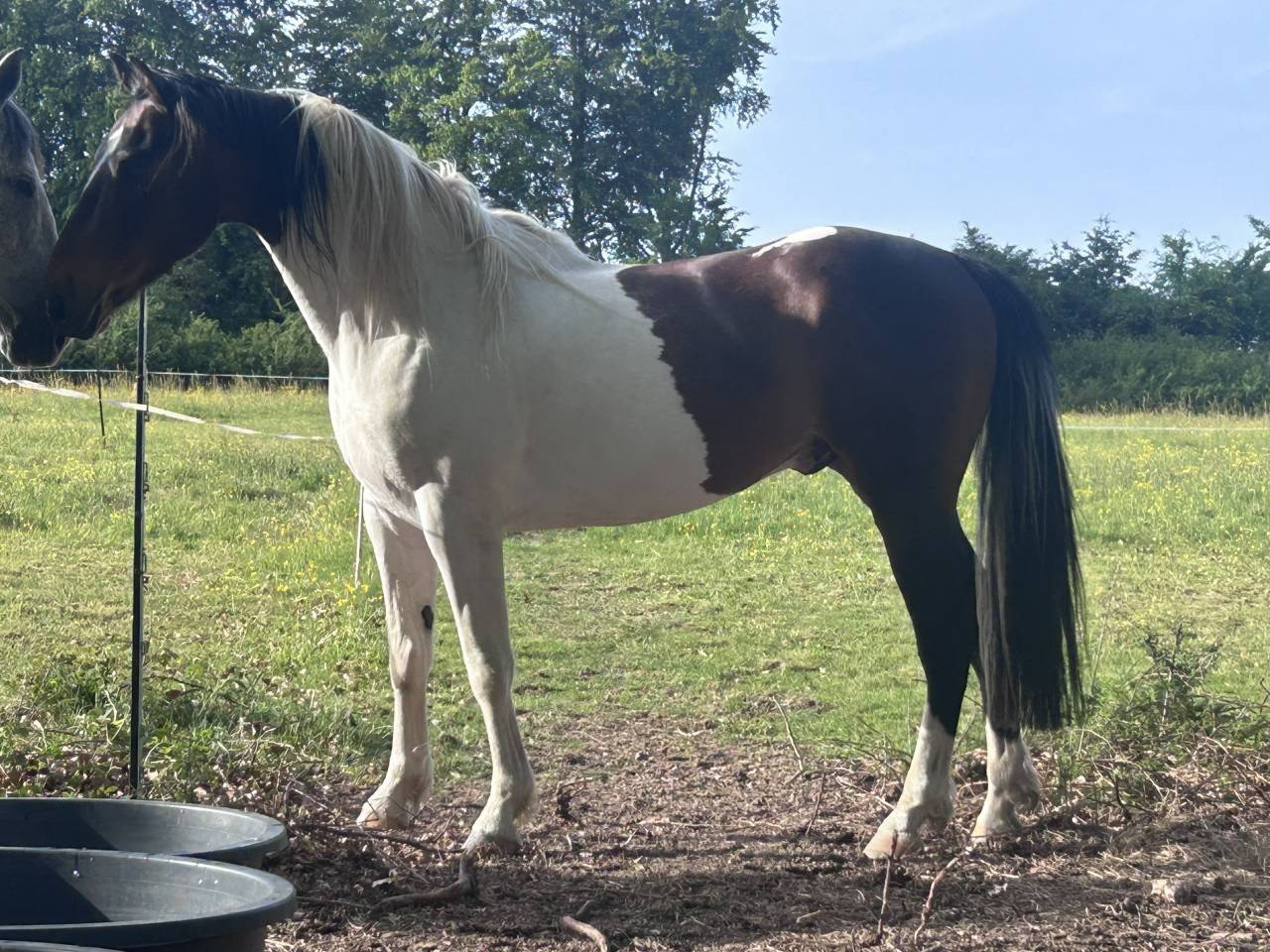 Grand poney- petit cheval