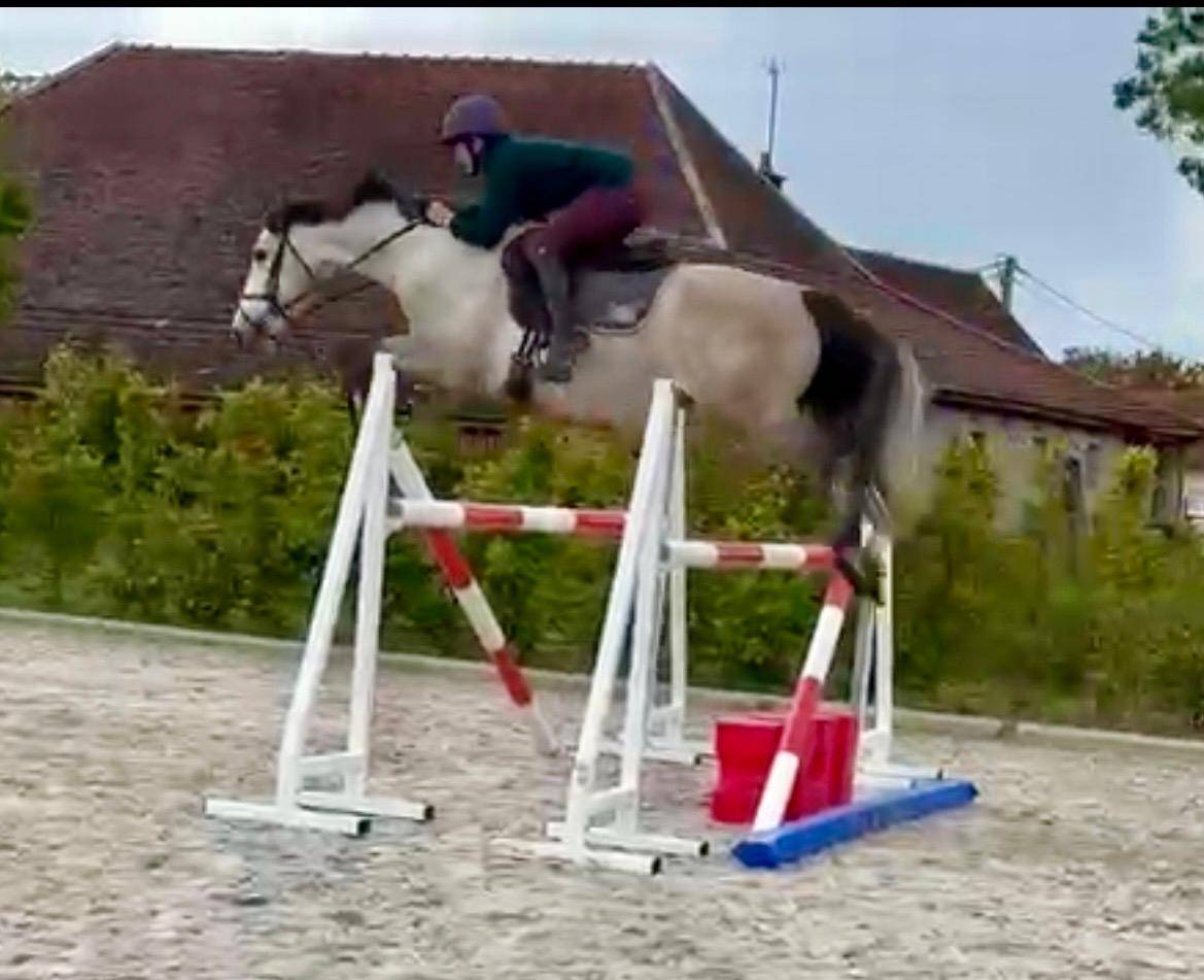 Vente cheval 5 ans CSO