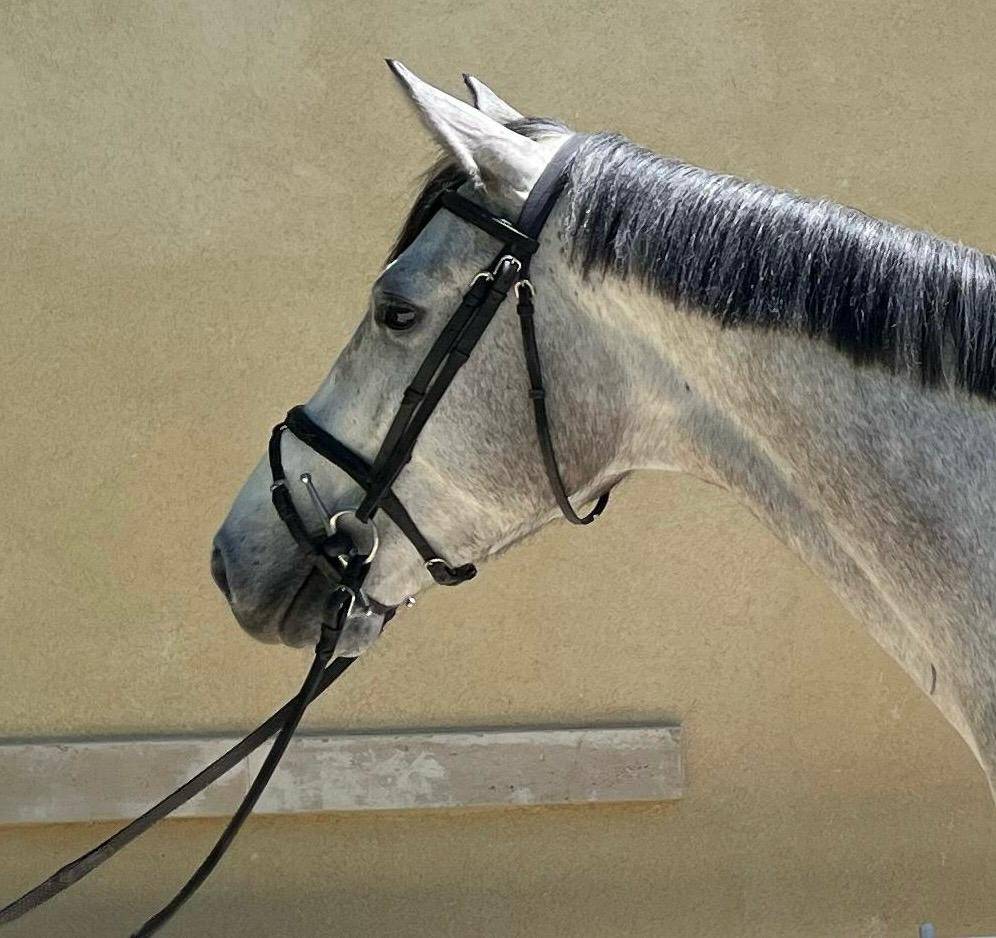 Vente cheval 5 ans CSO