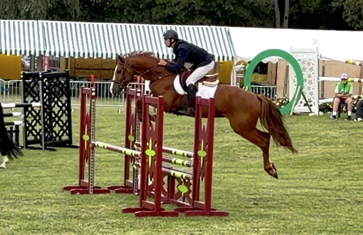 Cheval de sport &agrave; vendre
