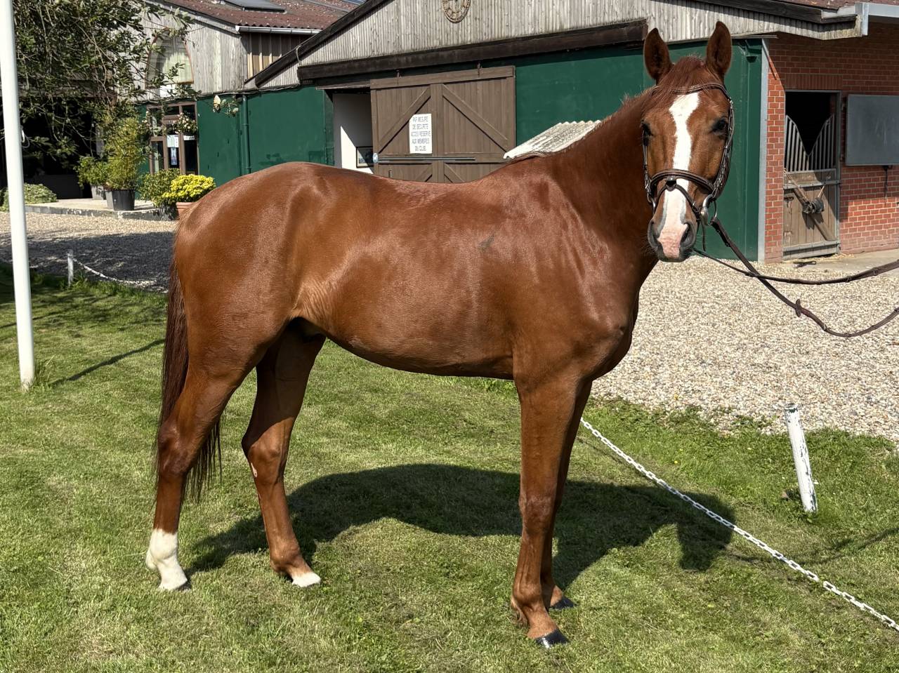 Cheval de sport &agrave; vendre
