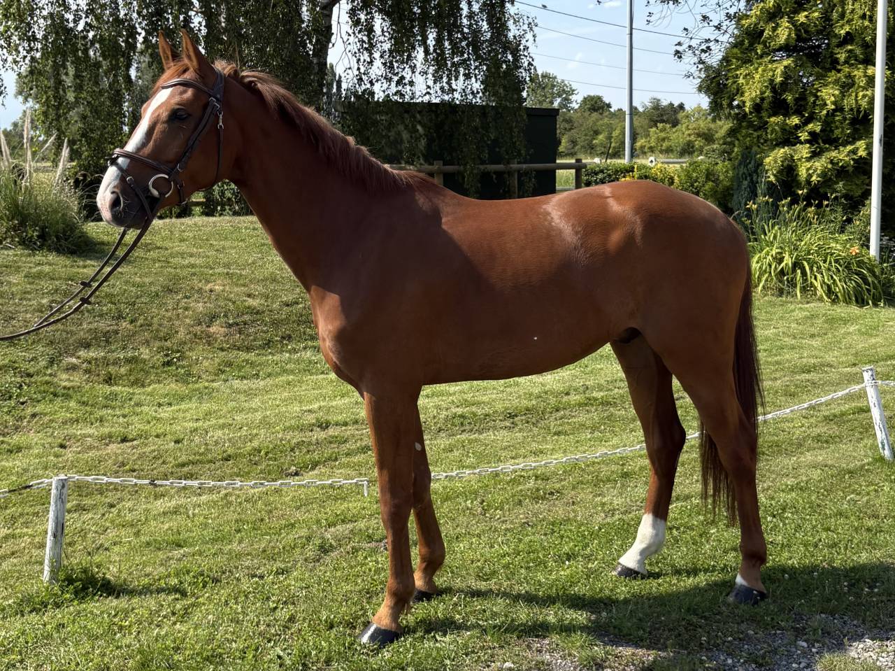 Cheval de sport &agrave; vendre