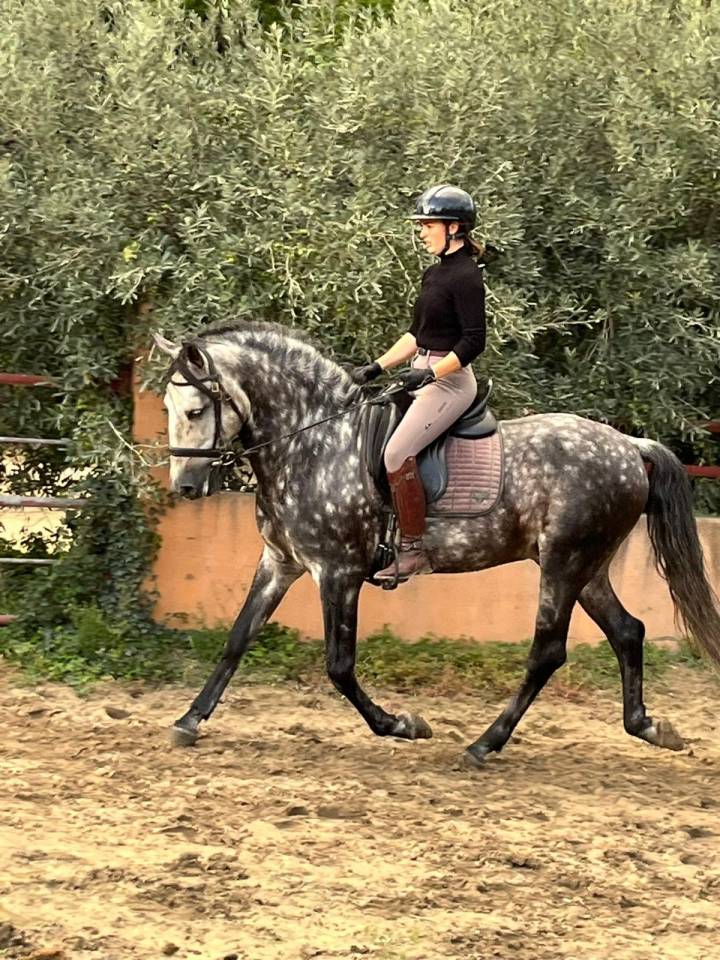 Jolie et gentils cheval &agrave; la vente 