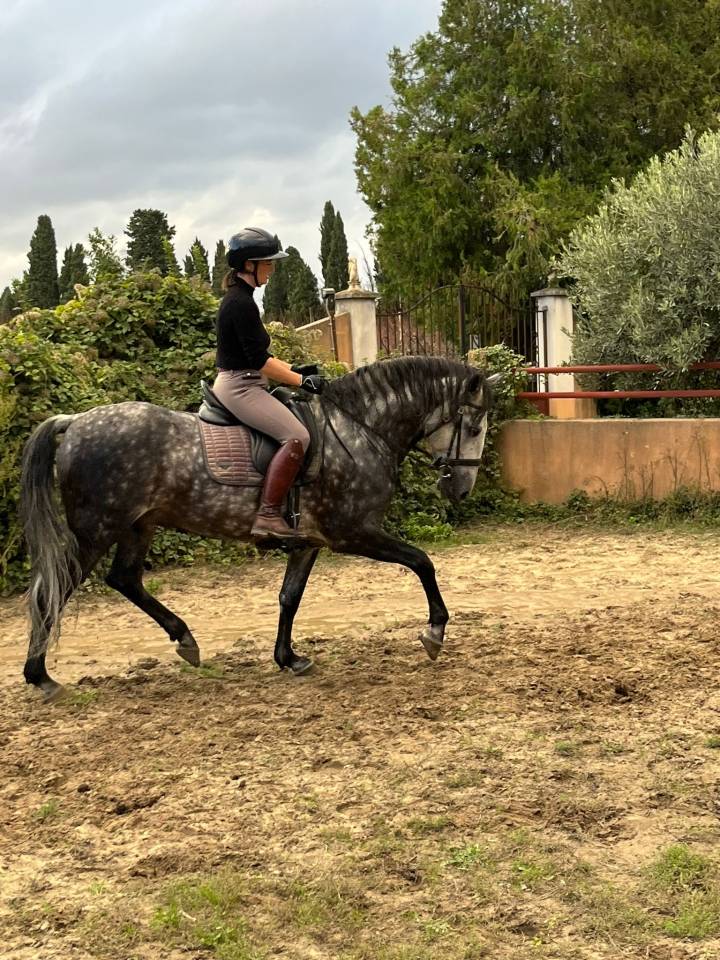 Jolie et gentils cheval &agrave; la vente 