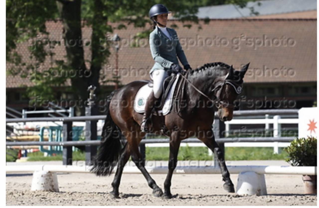 Cheval &agrave; vendre