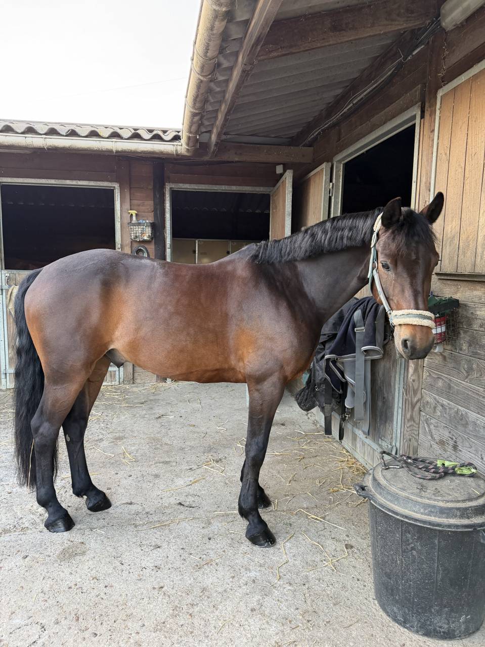 Cheval &agrave; vendre