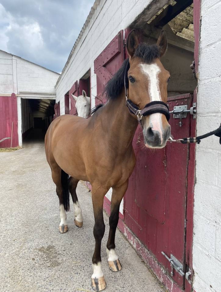 Cheval 