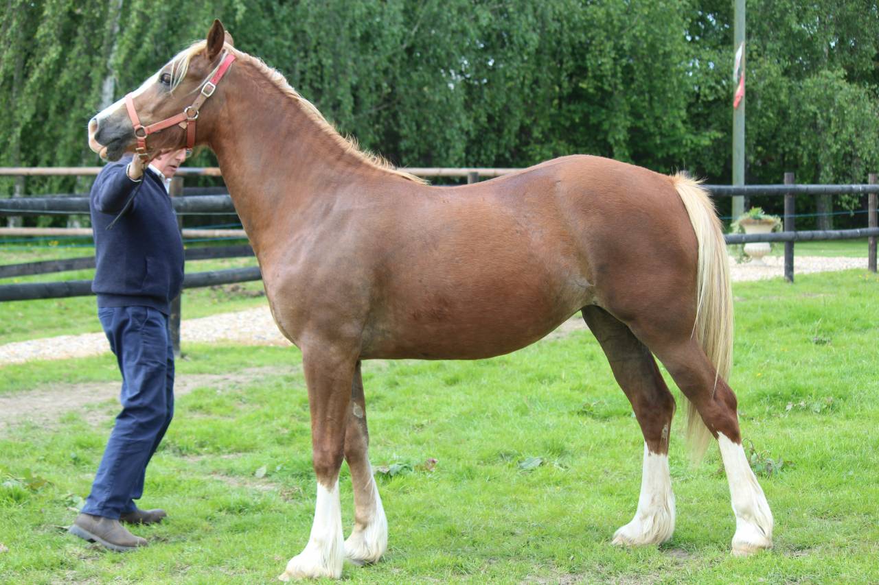 Jument Welsh Cob