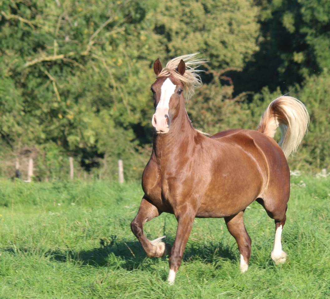 Jument Welsh Cob