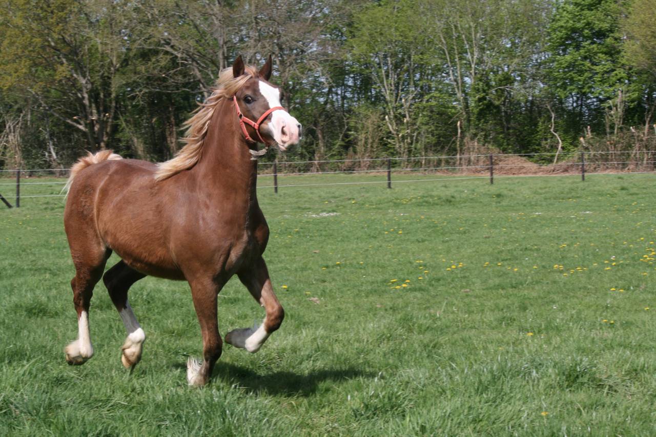 Jument Welsh Cob
