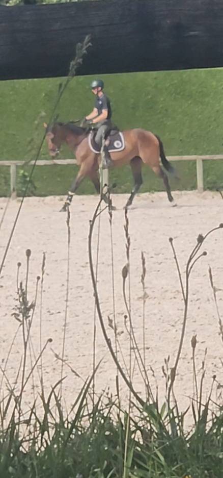 Jument 4 ans potentiel amateur 