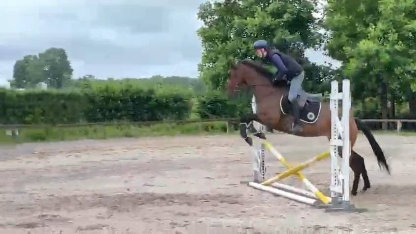 Jument 4 ans potentiel amateur 