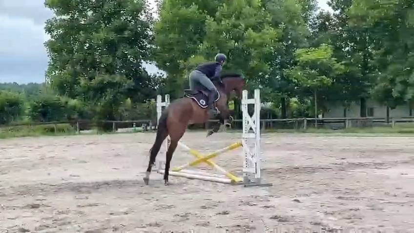 Jument 4 ans potentiel amateur 