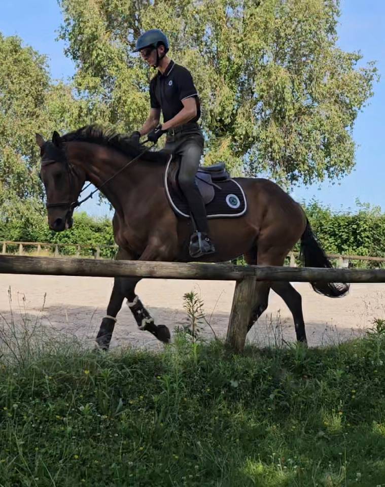 Jument 4 ans potentiel amateur 