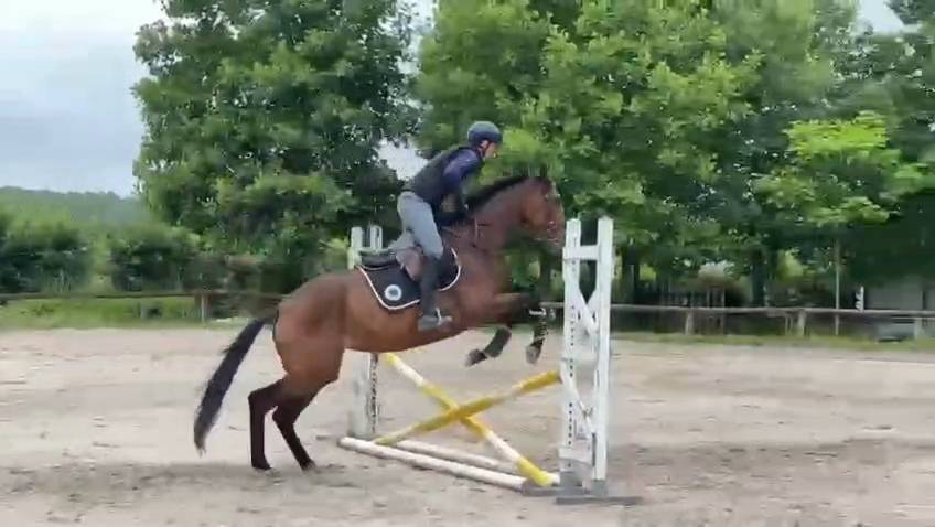 Jument 4 ans potentiel amateur 
