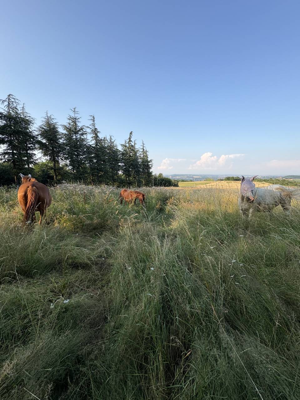 Pension Propose une place au pr&eacute; avec une jument 