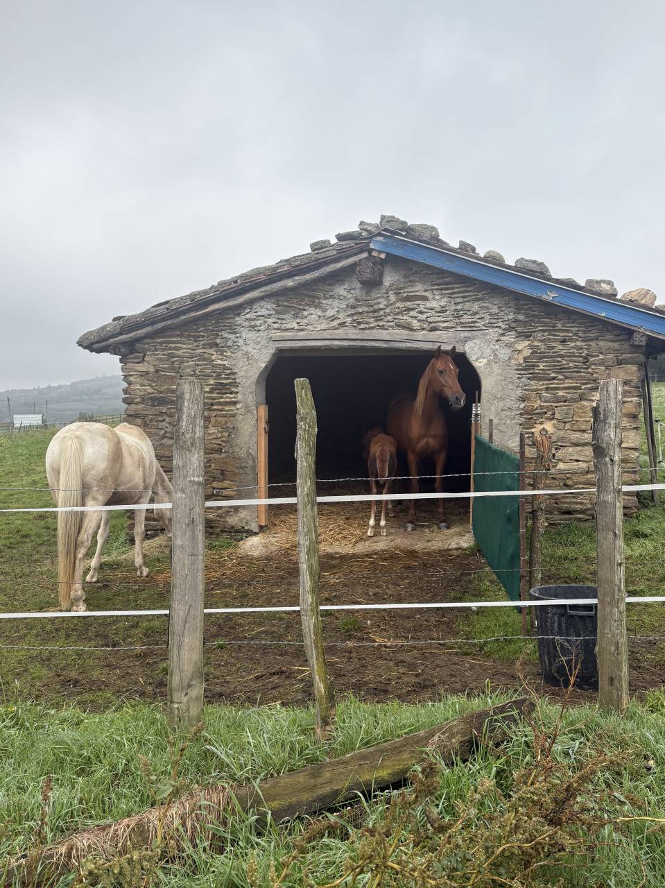 Pension Propose une place au pr&eacute; avec une jument 