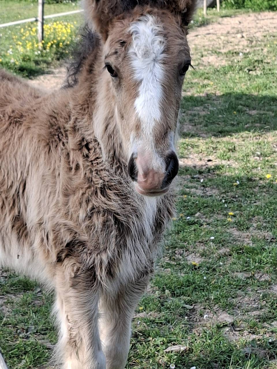 QUHOZACK de la chize irish-cob pp ics