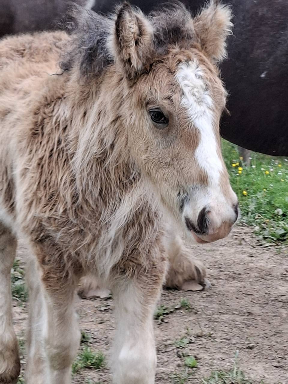 QUHOZACK de la chize irish-cob pp ics