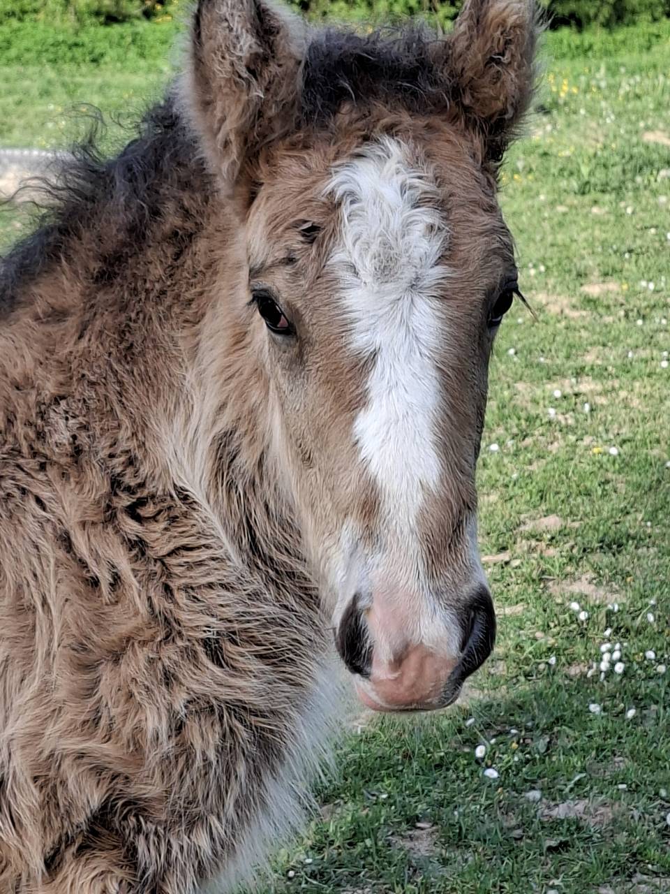 QUHOZACK de la chize irish-cob pp ics