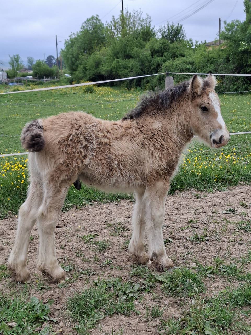 QUHOZACK de la chize irish-cob pp ics