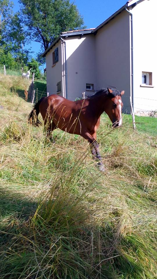 Pouliche 2 ans onc
