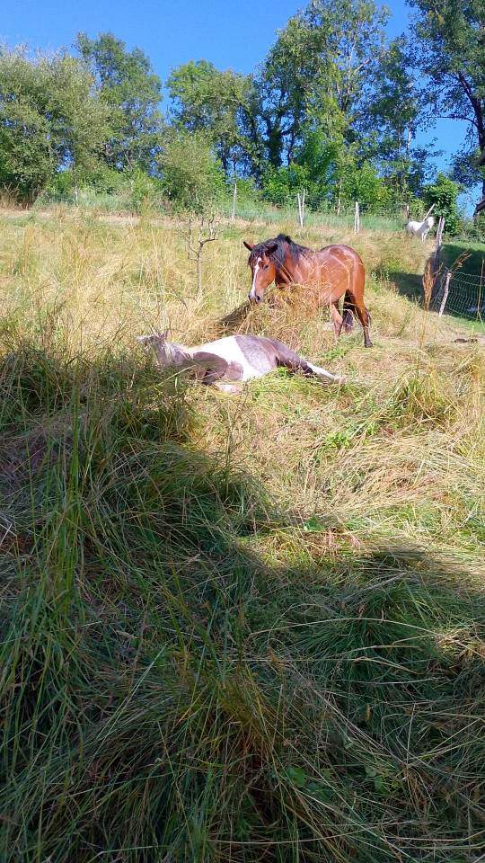 Pouliche 2 ans onc