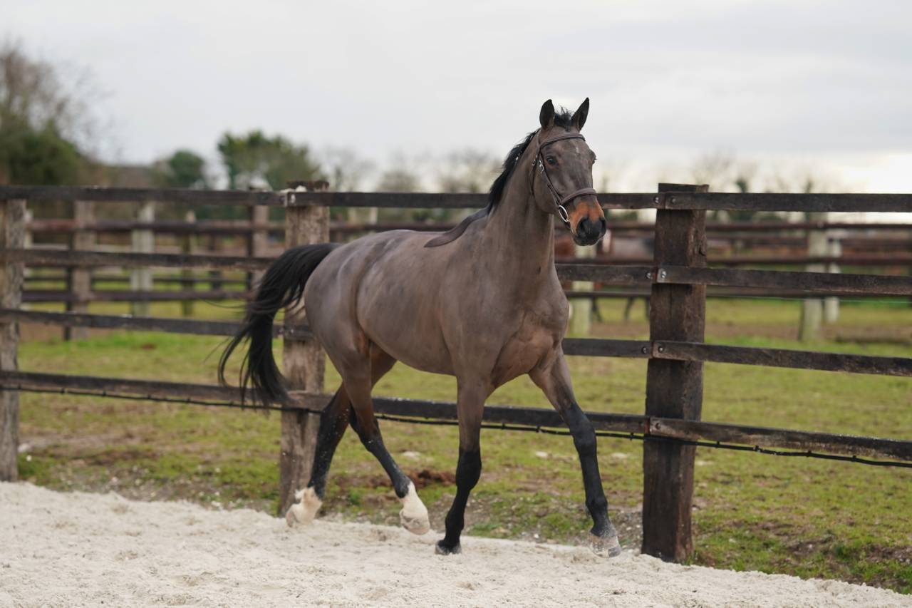 Hongre de 5 ans Conthargos x Diamant 