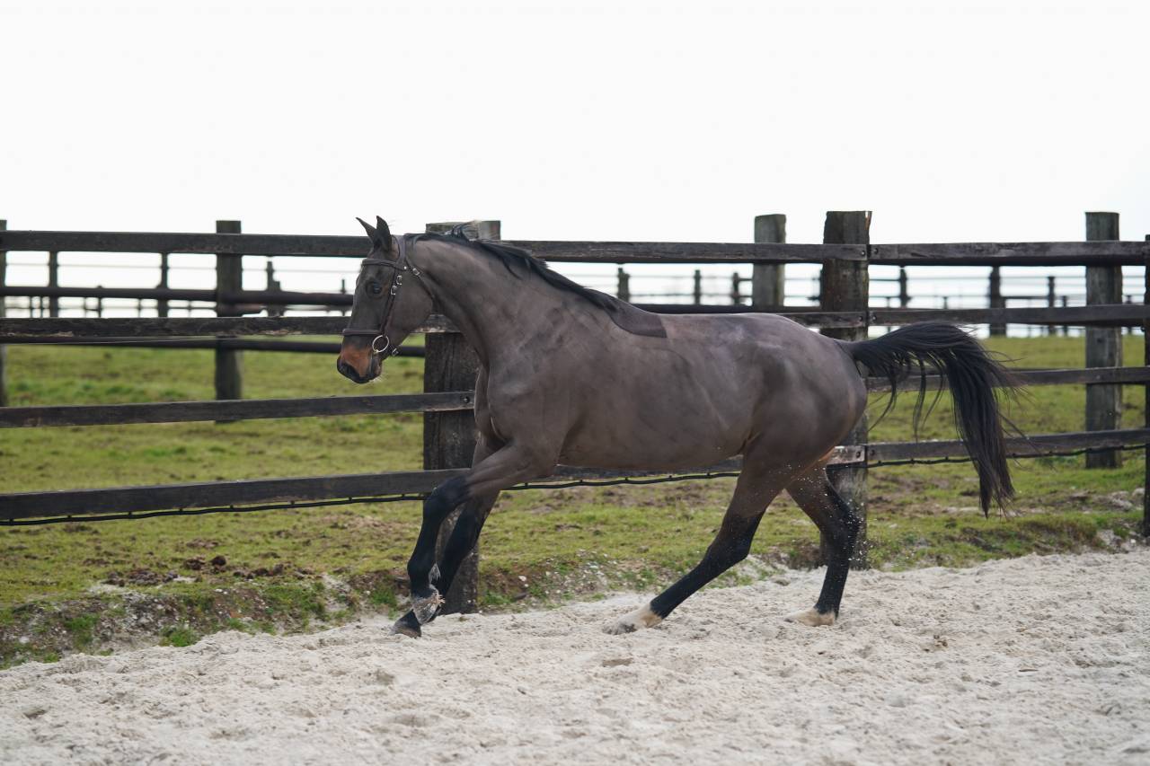 Hongre de 5 ans Conthargos x Diamant 