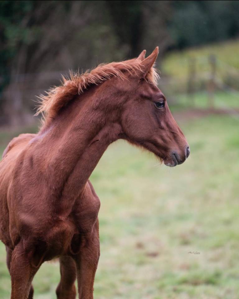 Hongre de 2 ans El Barone sur la souche de Jumpy 