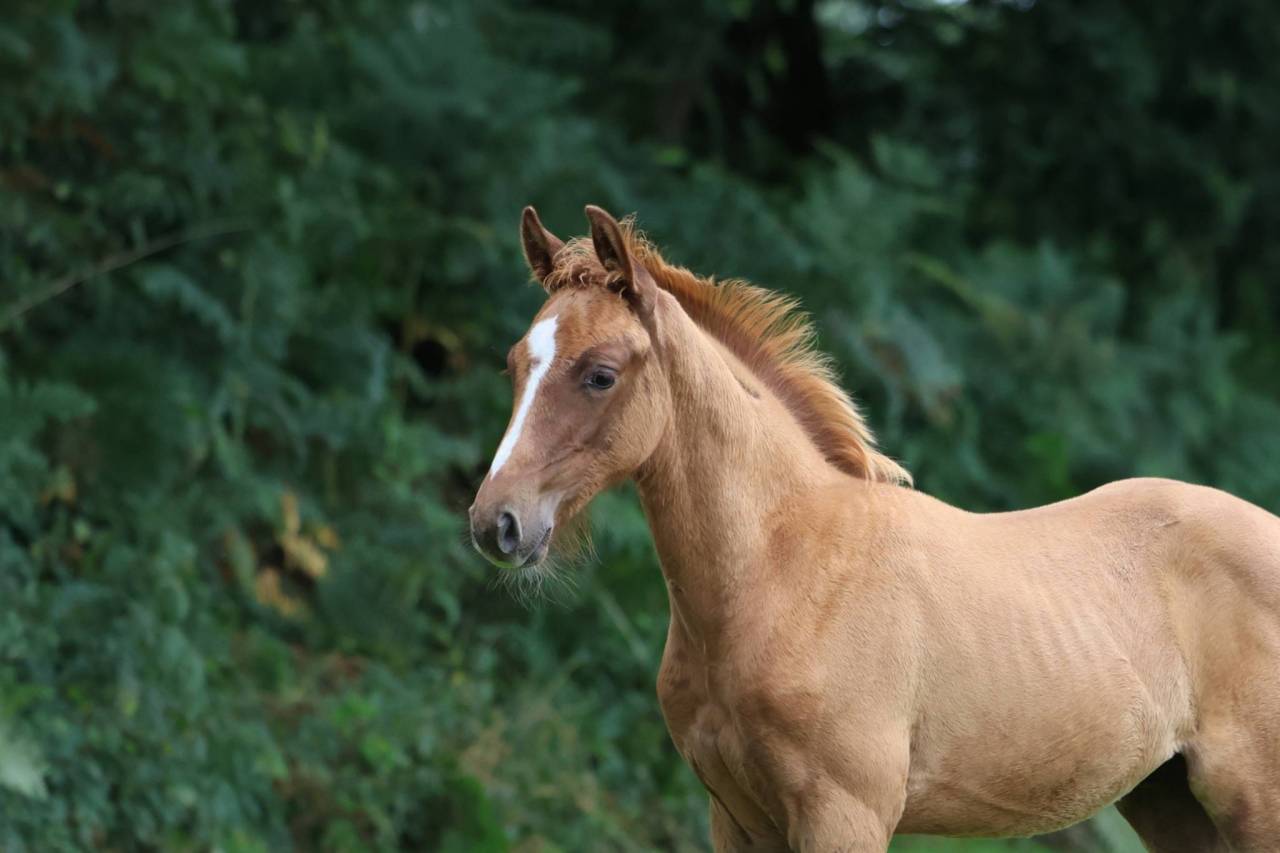 Yearling Andiamo sur la souche de Gangster Montdesir 