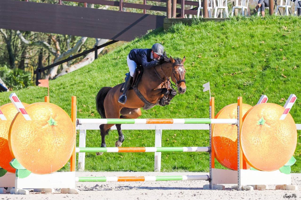 Yearling Andiamo sur la souche de Gangster Montdesir 