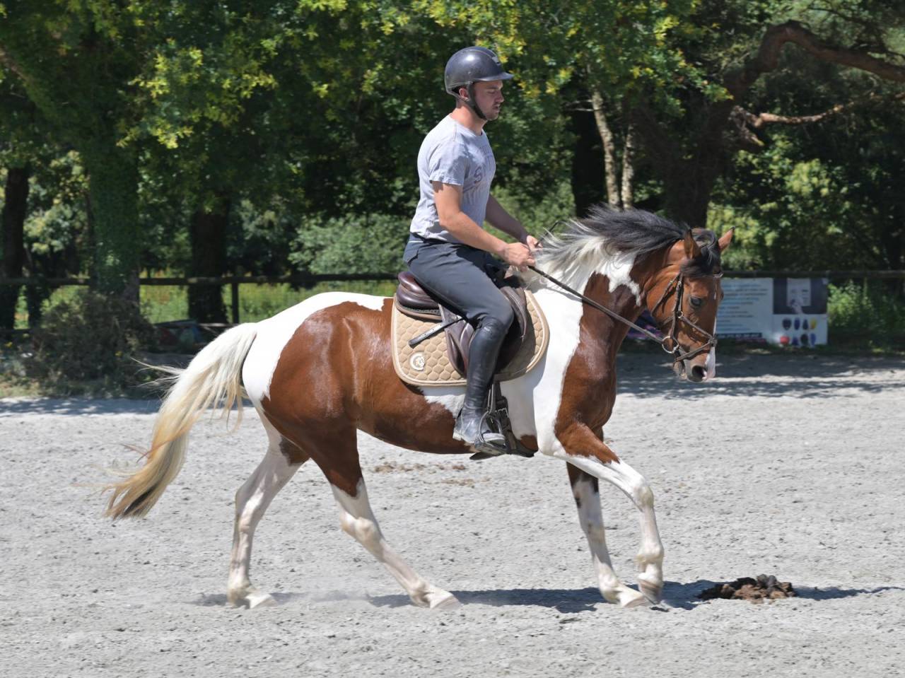 Jument Zangersheide CSO 5ans