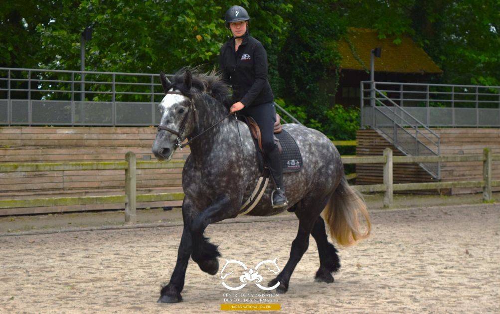 Percheron mont&eacute;